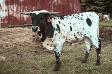 Tuff N Fancy Prairie Ghost
