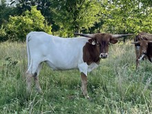 HRT Lone Star Romeo