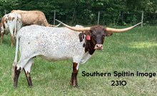 Southern Spittin Image