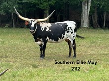 Southern Ellie Mae