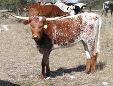 RM Speckled Lady 534