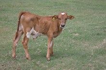 RJF PRINCESS BULL TAG 282