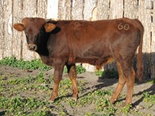 Bull #60