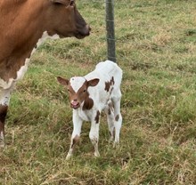 RJF GRAND INTENTIONS 408 X WT KID ROCK TAG 623