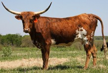 MI TIERRA VACA 624