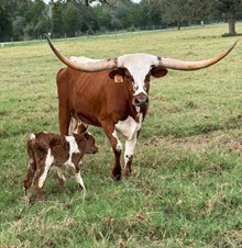 RJF TEMPTATION 346 X WT KID ROCK TAG 625