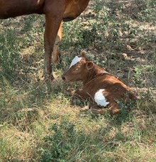 RJF LADY OF THE HOUSE X WT KID ROCK TAG 628