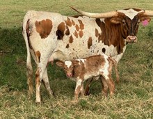 RJF SOUTHERN CHARISMA 404 X WT KID ROCK TAG 634