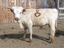 Bull #68