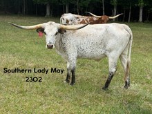 Southern Lady May