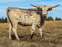 BSL COWBOYS BONANZA GOLD