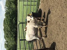 CORKSCREW CALF