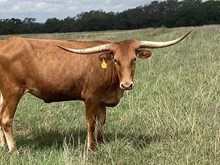 hl koda's red cowgirl