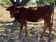 UL Honeysuckle Rose