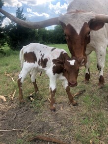 BULL CALF 1