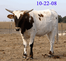 ASOCL Incredibull Queen
