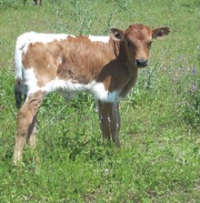 BULL CALF 002