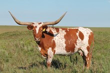 AUZZIE'S LEWEZE EOT 940