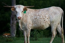 JCM Jacobs Ghost