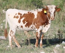 BBQ Maiden Fury Bull