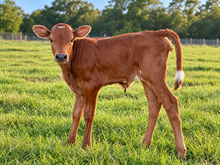 TS Little Red Wagon Heifer