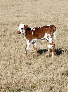 BC BOWL'S BULL CALF