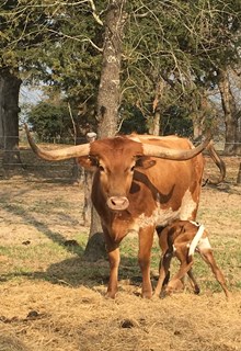 BCR LITTLE GRACIE 311