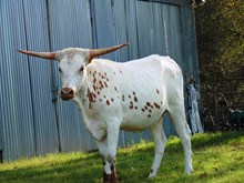 WO Blanca Vaquera
