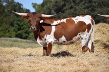 Brazos Bambi 12/25