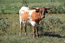 Brazos Brandy 112/25
