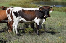 Brazos Clarice 72/25