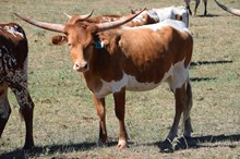 Brazos Cotton Lady 86/24