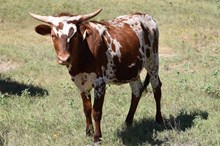 Brazos Fancy 86/25