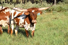 Brazos Ivy 115/24