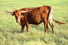 Brazos Izzy 54/25