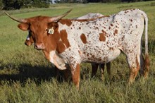 Brazos Kara 46/25