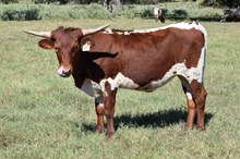 Brazos Mavis 95/25