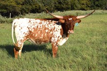 Brazos Natalie 123/24
