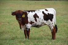 Brazos Maddie 38/26