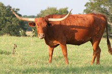 BRAZOS ROSE BONITA