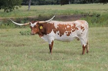 Brazos Rose Daisey