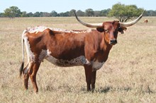 Brazos Rose Darlene