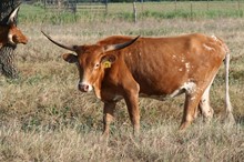 BRAZOS ROSE TAFFY 54/7