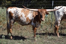 Brazos Star 97/24