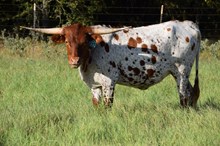 Brazos Sugar 113/24