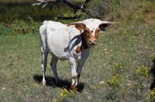 Brazos Tula 102/25