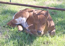 DC Buena Lil heifer calf