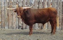 Bull #53