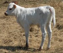 FF Button up heifer