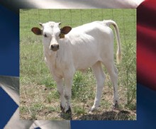 ASOCL Incredibull Cowgirl